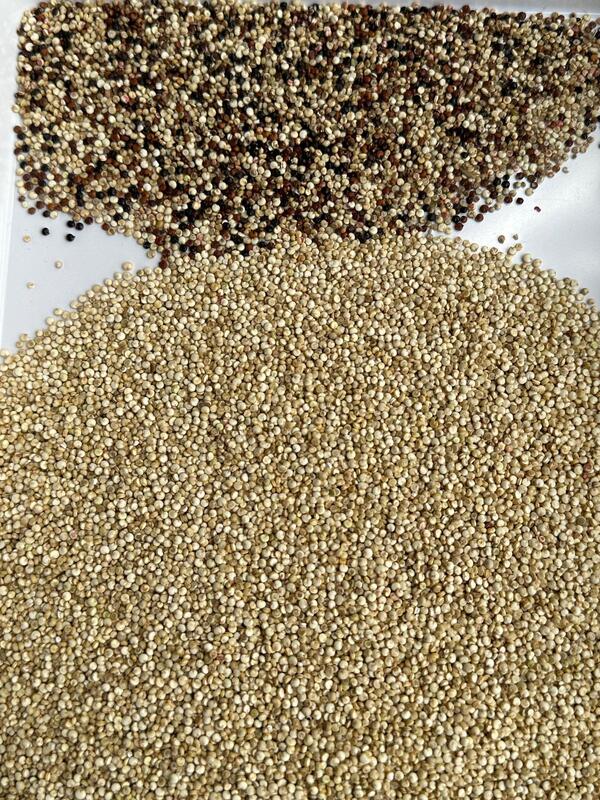 Wenyao Nieuwste AI Learning Landbouw Kleur Separator Quinoa Kleur Sorter Apparatuur voor Rijstkorrels Reiniging Automatische optische sorter