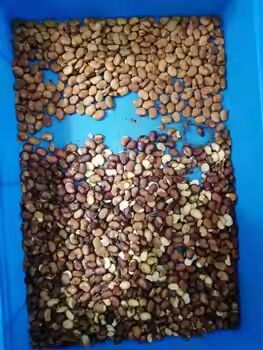 Intelligent Optical Color Sorter for Nuts with High Accuracy and 2-6TPH Output