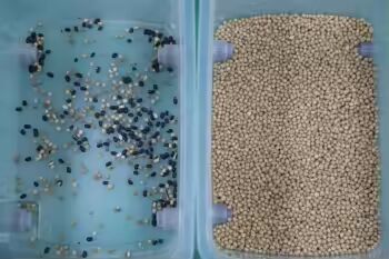 High Accuracy Grain Color Sorter with 99.99% Sorting Accuracy and 0.3-0.5 TPH Output