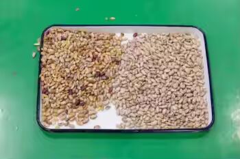 Hoge Nauwkeurigheid Graankleur Sorteerder met 3-8TPH Output en ≥99,99% Sorteernauwkeurigheid voor Rijst Boekweit Quinoa Tarwe Gierst