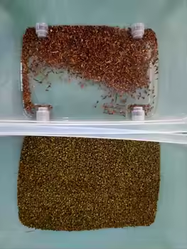 Latest Color Sorter Rice Sorting Machine Multi-functional Color Sorter Machine for Sesame Flax Seed Rice 