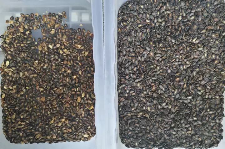 CCD-kleurensorteerder voor pinda's, amandelen, walnoten Intelligente kleurensorteermachine met hoge nauwkeurigheid