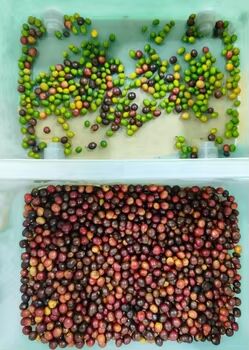 Automatic Coffee Cherry Color Sorter Machine White Beans  Coffee Beans CCD Separating Machine