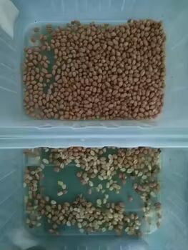 Bestselling Nuts Color Sorter Pistachios Cashew Nuts Peanuts Hazelnut Walnut Optical Separating Machine