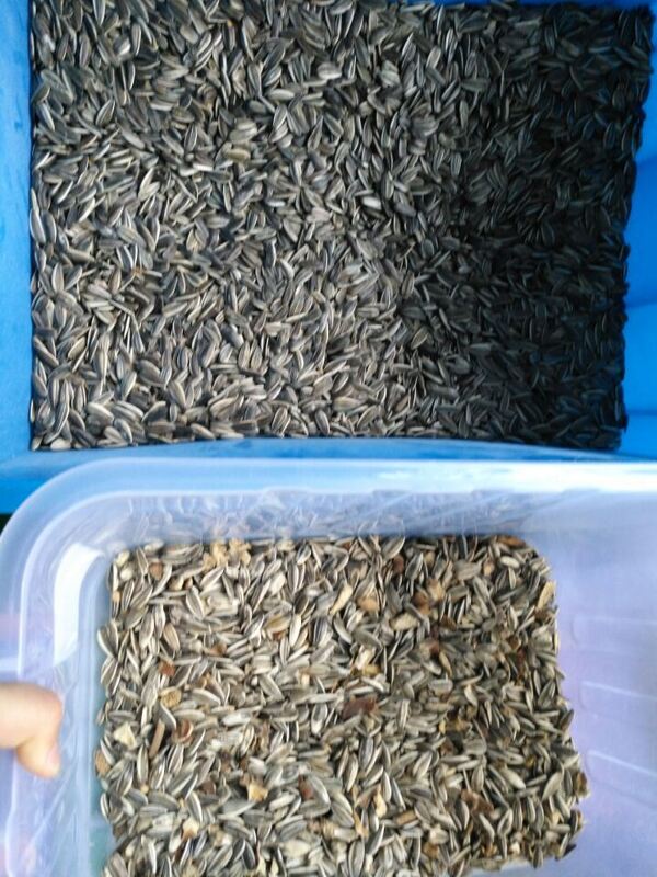 WENYAO Full Automatic RGB Sunflower Seeds Color Sorter with High Sorting Efficiency