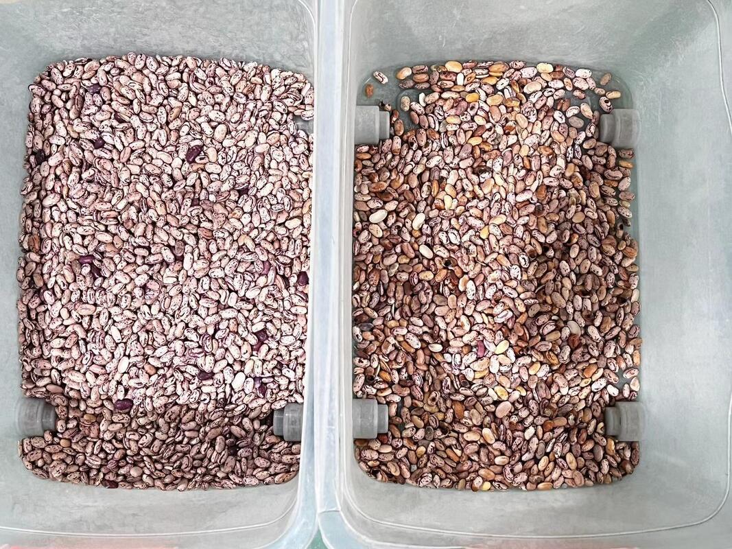 China Factory Direct Supply Automatic Optical Beans Color Sorter Kidney Bean Black Bean Mung Bean Sorting Machine for Grain Processing
