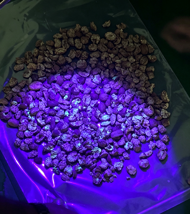 Nootmuskaat Pinda Sorteermachine voor het Verwijderen van Aflatoxine Deeltjes met UV Licht Technologie