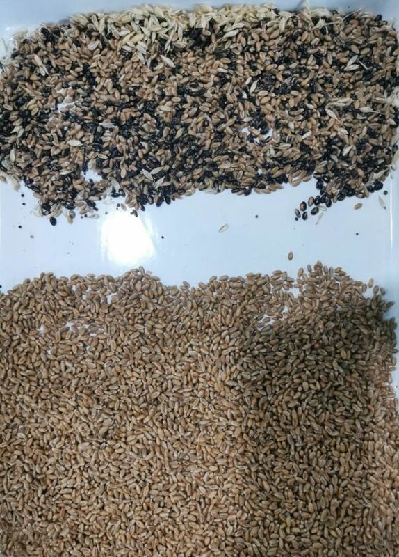 Intelligente bokweed kleur sorteermachine tarwe haver quinoa scheiding machine 3 schachten 6 camera's