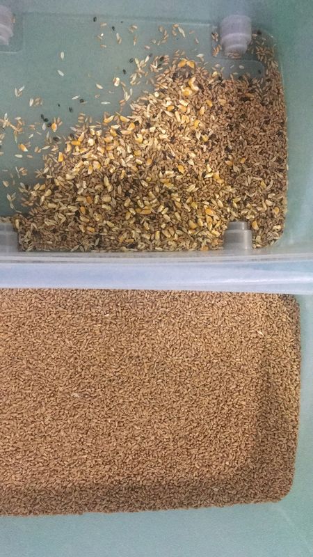 Intelligente bokweed kleur sorteermachine tarwe haver quinoa scheiding machine 3 schachten 6 camera's