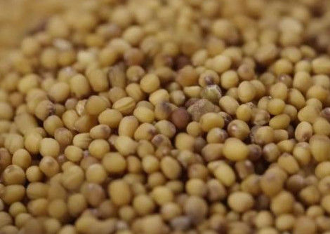 WENYAO High Precision Wheat Corn-de Machine van de Korrelsorteerder met Hoogste Capaciteit