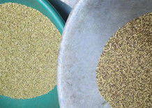 Van de de Kleurensorteerder van het korianderzaad van het de Korianderzaad van de de Kleurensorteermachine de Separator van de Korianderzaden