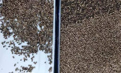 Multifunktioneel groen verse peper wit zwarte peper cashew kleur sorteren 320 kanalen