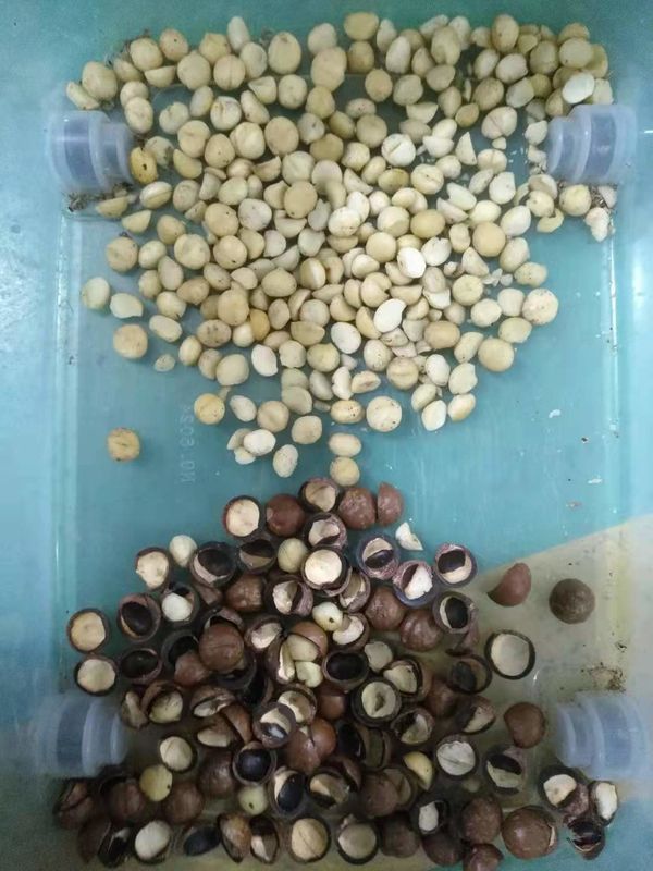CCD-Kleurensorteerder voor Amandelen/Pinda'smacadamia/Pecannootpistache