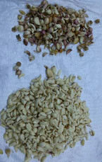 CCD Camera Optische Knoflook Kleur Sorteren Schillen Knoflook Vlekken Verwijderen Machine Walnoot Knoflook Kers Koffie Kleur Sorteermachine met CE