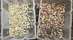 CCD Camera Optische Knoflook Kleur Sorteren Schillen Knoflook Vlekken Verwijderen Machine Walnoot Knoflook Kers Koffie Kleur Sorteermachine met CE