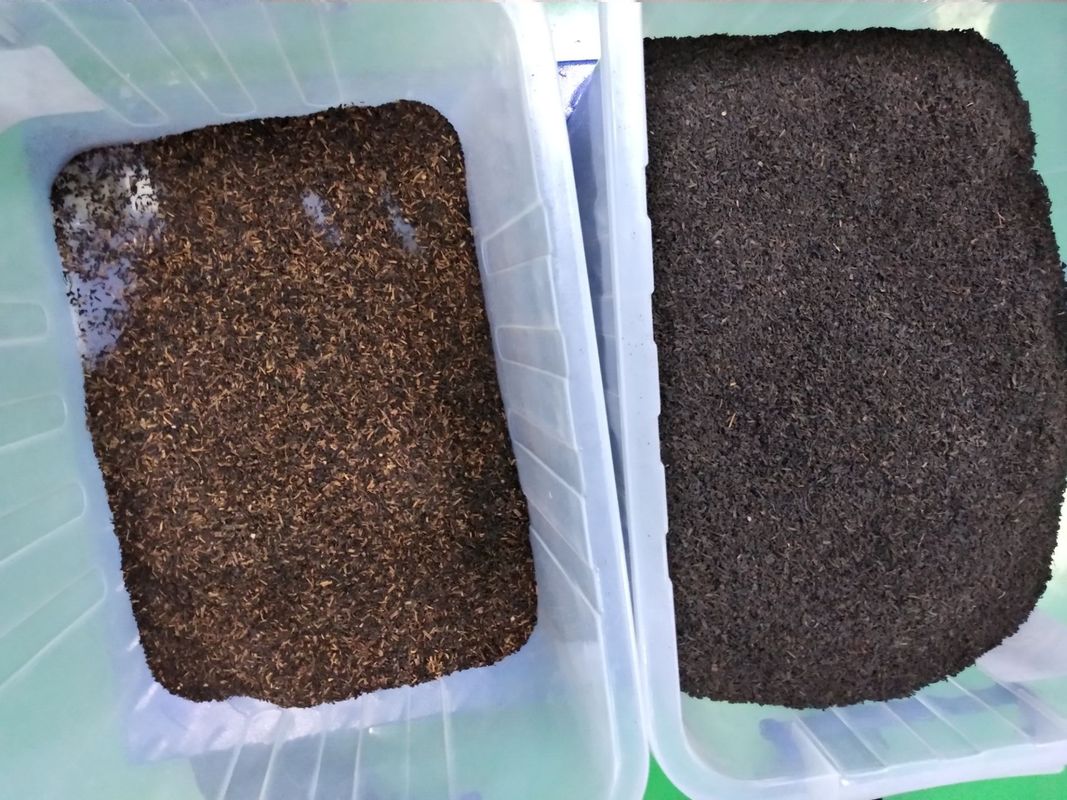 6 hellingen 384 de Sorteermachine van de Kanalenthee met hoge snelheidscamera
