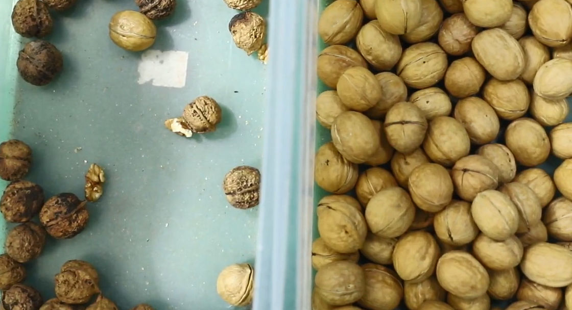 Hoge Sorterende het Type van Nauwkeurigheidsriem Multifunctionele Kleurensorteerder met de Beste Prijs