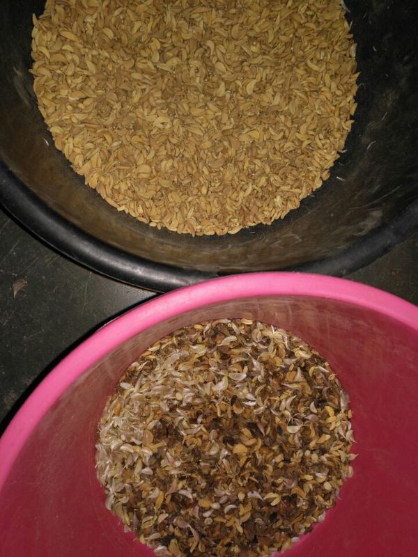 CCD Camera Optische Knoflook Kleur Sorteren Schillen Knoflook Vlekken Verwijderen Machine Walnoot Knoflook Kers Koffie Kleur Sorteermachine met CE