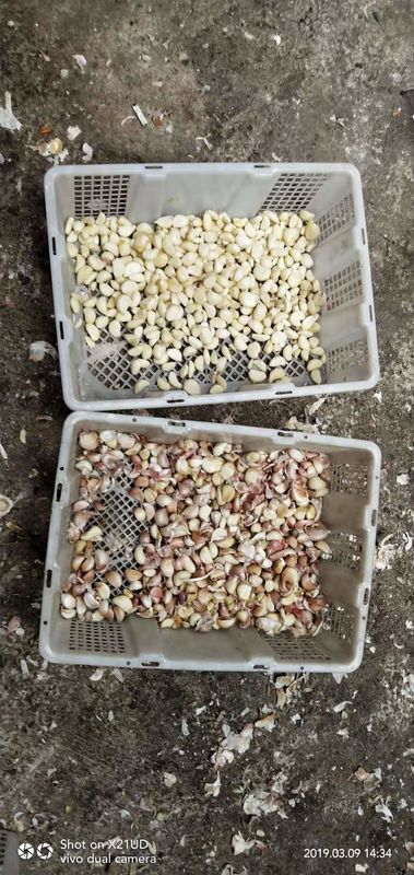 CCD Camera Optische Knoflook Kleur Sorteren Schillen Knoflook Vlekken Verwijderen Machine Walnoot Knoflook Kers Koffie Kleur Sorteermachine met CE