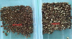 2025 Warmverkoop Fabrieksprijs CCD Noot Kleur Sorter Macadamia Noot Separatie Apparatuur met CE