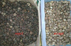 2025 Warmverkoop Fabrieksprijs CCD Noot Kleur Sorter Macadamia Noot Separatie Apparatuur met CE