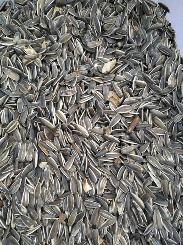 Wenyao Sunflower Seed Color Sorter met Hoge Capaciteit