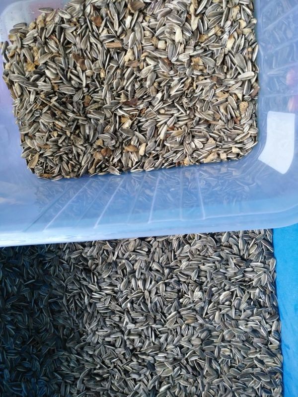 Wenyao Sunflower Seed Color Sorter met Hoge Capaciteit
