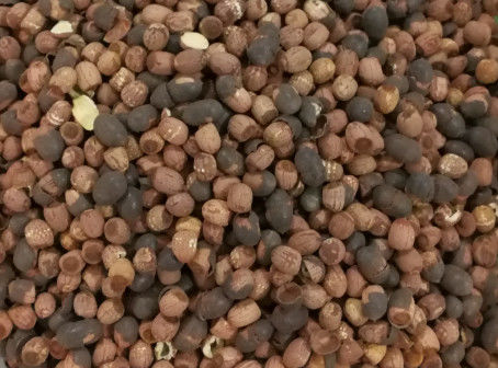 Hoge Camera 512 van Productielotus seeds color sorter CCD Kanalen