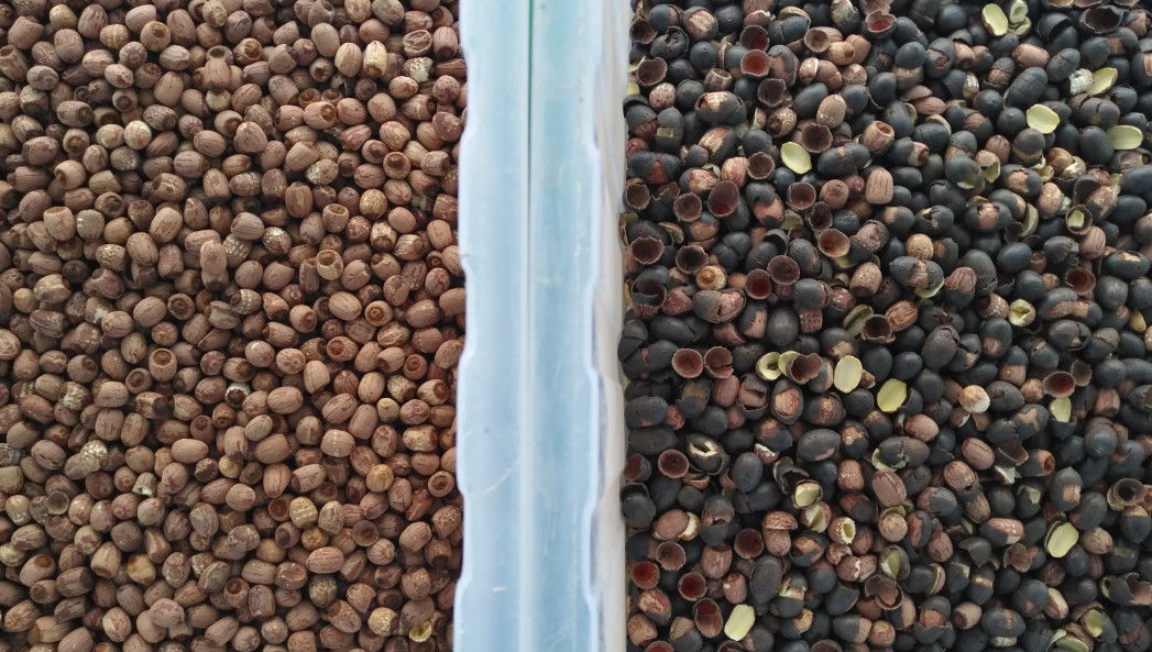 Hoge Camera 512 van Productielotus seeds color sorter CCD Kanalen
