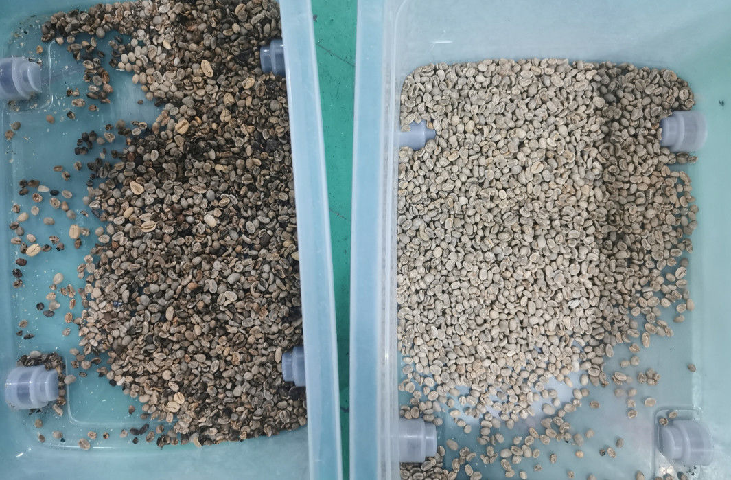 99.99 de Kleurensorteerder van nauwkeurigheidsbonen, Purper Leer Bean Color Separator