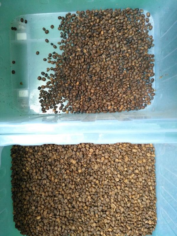 8 hellingen 512 LEIDEN van Bean Color Sorter van de Kanalenkoffie veranderlijk licht