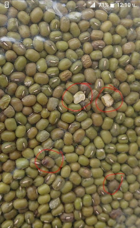 512 kanalen 8 Sorteerder van de hellingen de Multifunctionele Kleur voor Groene Mung Bonen