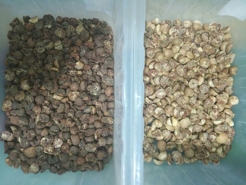 Professionele Ccd Camera Nuts Color Sorter Sortering Machine Voor Pecan Arecanut Separate