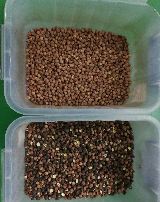 Het lange Systeem van de het Beeldaanwinst van Levenlotus seeds color sorter with 5400Pixel CCD