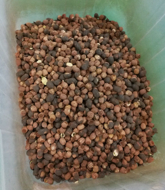 Het lange Systeem van de het Beeldaanwinst van Levenlotus seeds color sorter with 5400Pixel CCD