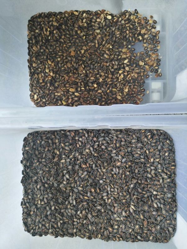 CCD zaad kernel kleur sorteermachine sorteren voor watermeloen zaad kleur separator met de beste prijs