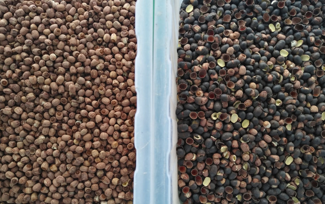 Hoge Capaciteit Lotus Seed Color Sorter 304 Roestvrij staalvultrechter