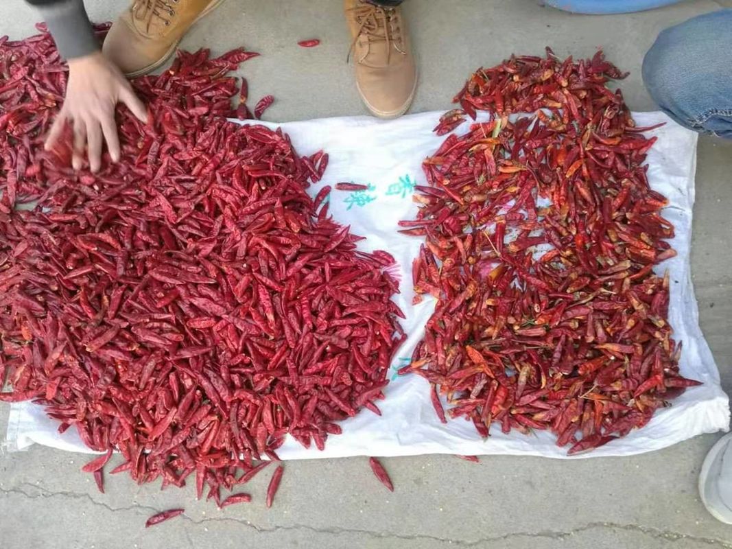 WENYAO roestvrij 304 Food Chili variëteiten Separatie Chili kwaliteitscontrole Kleur sorteermachine voor de rangschikking van rode chili