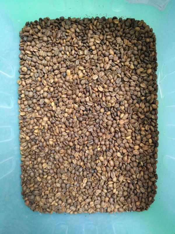 WENYAO Beans Sorting Machine, de Kleurensorteerder ISO9001 van de Linzekoffie