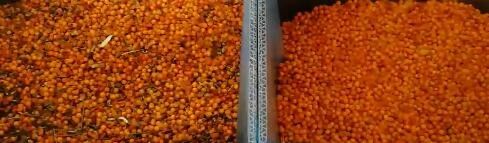 2 hellingen van de Geavanceerd technische van de Korrelbonen Graantarwe van de de Kleurensorteerder de Koffie Bean Color Selector