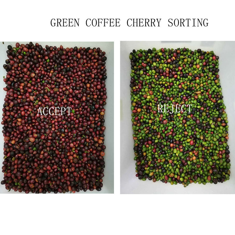 Sorteerder van de 128 Bonenkleur van de Kanalen de Groene Koffie voor Cherry Separating