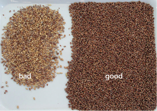 Intelligente bokweed kleur sorteermachine tarwe haver quinoa scheiding machine 3 schachten 6 camera's