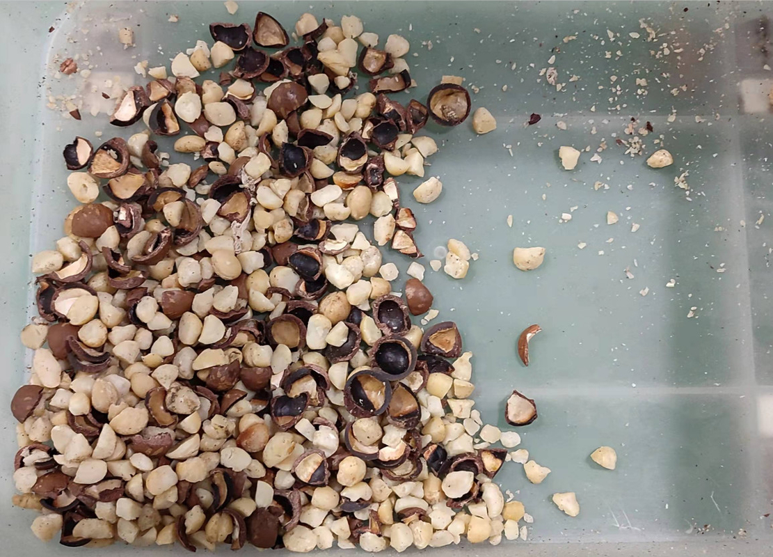 Macadamia de Sorteerdersmachine van de Nootkleur voor Shell Kernel