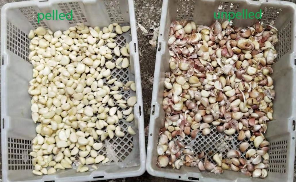CCD Intelligent Belt Color Sorter voor geschilde knoflook
