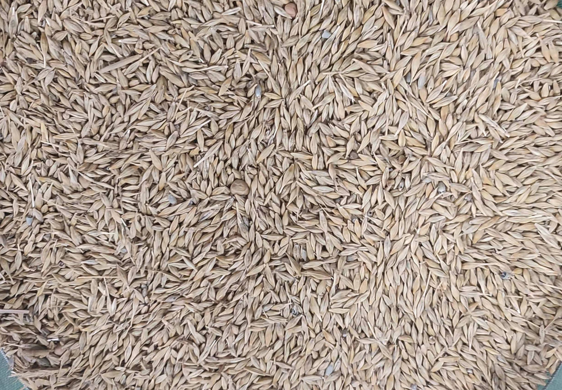 WENYAO High Precision Wheat Corn-de Machine van de Korrelsorteerder met Hoogste Capaciteit