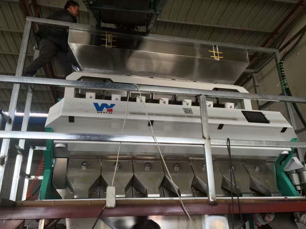 Mini Oats Barley Grain Cereal-de Sorteerders LEIDEN van de Tarwekleur Veranderlijk Licht