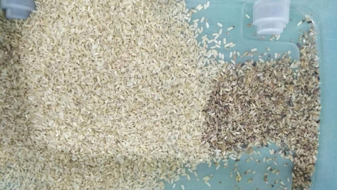Machine 32 van CCD Mini Brown Rice Color Sorting Kanalen