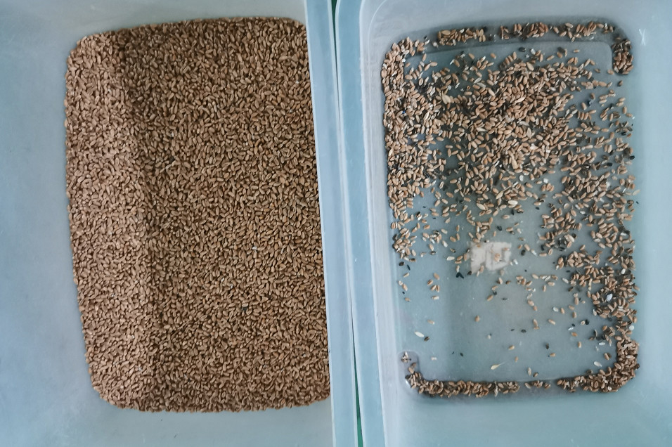 De optische Sorteerder van de Korrelkleur voor Separator 512 van de Tarwenivelleermachine Kanalen