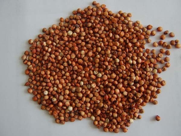 Automatische CCD-de Rijstsorteerder Macine van de Kleuren Chinese die sorghum in Rijstfabrikantinstallatie wordt gebruikt