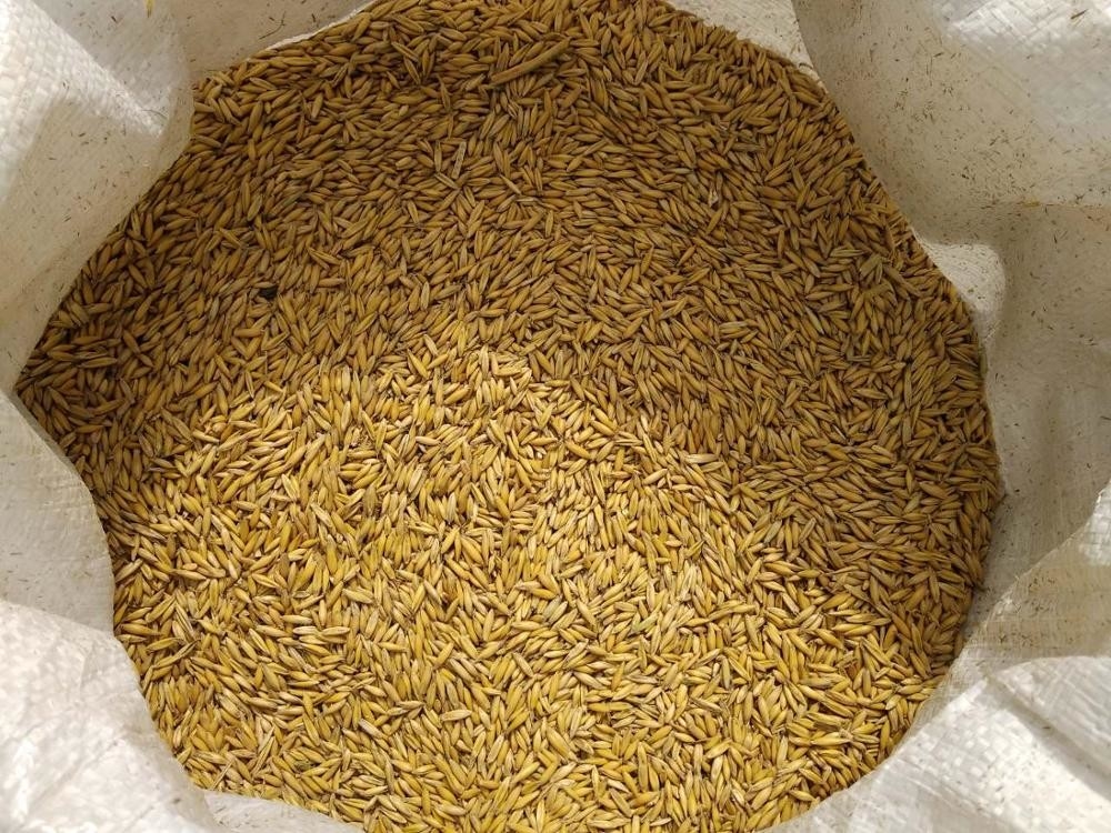 De Kleurensorteermachine van de korrelhaver voor Gersttarwe